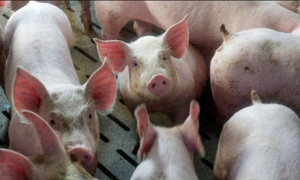 Alibaba одгледува свињи со помош на вештачка интелигенција - Иновативност