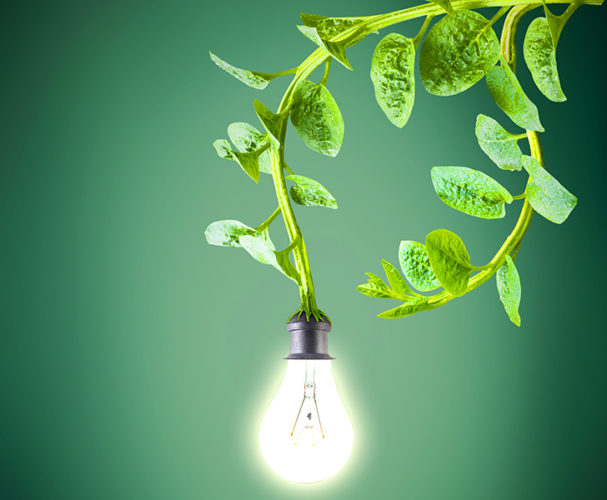 Холандска компанија собира енергија од растенијата за улично осветлување, Wi-Fi и за батерии на телефони