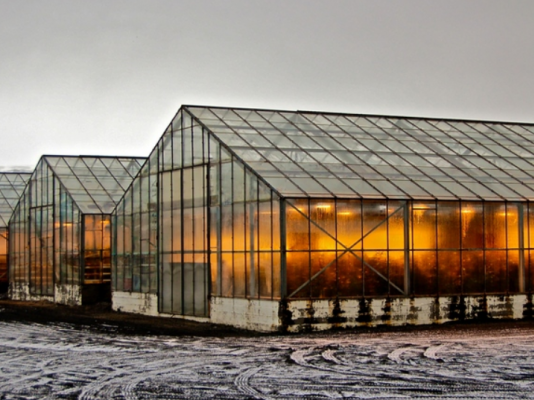 Фармерите од Исланд открија начин да одгледуваат храна на Арктикот