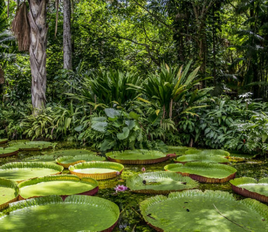 За една година во Амазон изгорела шума со површина поголема од Јамајка