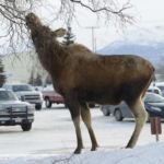 Ова се некои од најчудните закони во светот