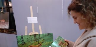 Ресенскиот Сарај блесна во ликот на балканскиот рис!