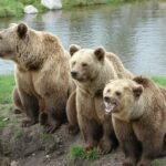 Како Јапонија ги држи мечките подалеку од туристите