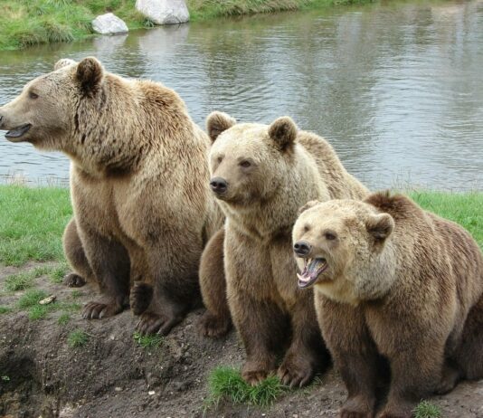 Како Јапонија ги држи мечките подалеку од туристите