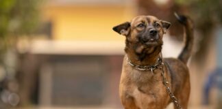 Словенија забрани чување на кучиња врзани во двор и околу домовите