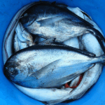 ВИДЕО: Студентка на МИТ направи биоразградлива пластика од рибји крлушки