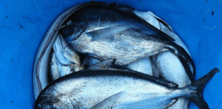 ВИДЕО: Студентка на МИТ направи биоразградлива пластика од рибји крлушки