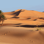 До крајот на векот Сахара би можела да стане зелена