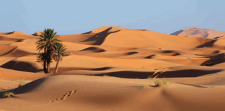 До крајот на векот Сахара би можела да стане зелена