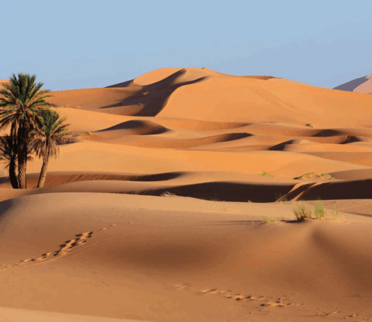 До крајот на векот Сахара би можела да стане зелена