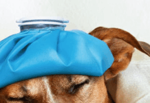 Ново правило во Италија: Ако вашето куче е болно, можете да земете боледување